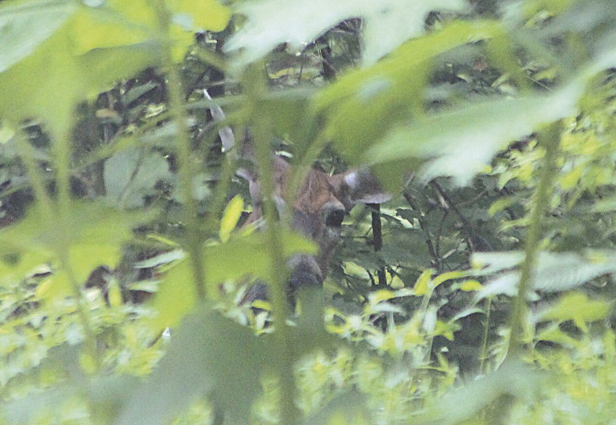 Don't be shy, deer